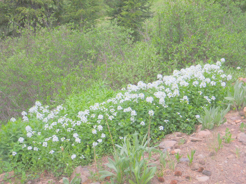 Clumps of white Phlox.
